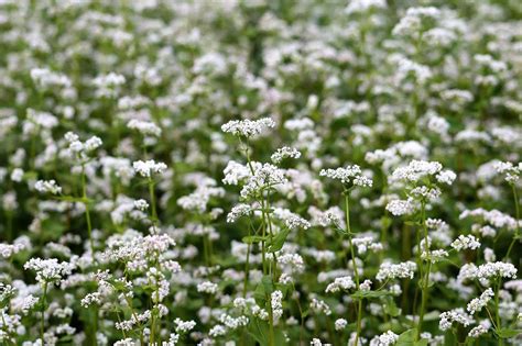 Reasons Why You Should Grow Buckwheat in Your Garden