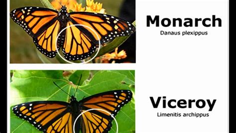 Viceroy Butterfly - Monarch Mimicry - video Dailymotion