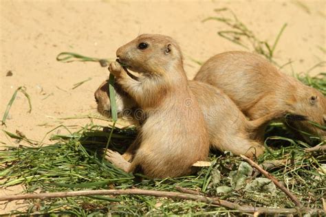 Baby Prairie Dog Eating Grass Stock Photo - Image of wild, brown: 14790808