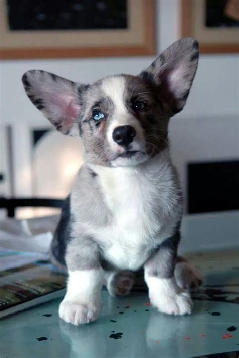 22 best Aussie Corgi Mix images on Pinterest | Corgis, Corgi and Corgi mix