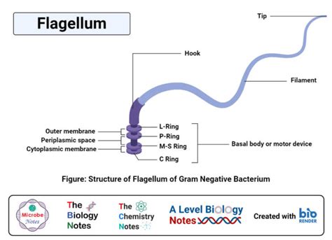 Flagella: Structure, Types, Arrangement, Functions, Examples