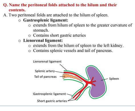 Spleen - Anatomy QA