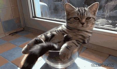 Lazy Cat GIFs - Get the best GIF on GIPHY