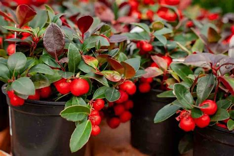 Holly Bushes in Pots (Complete Care Guide)