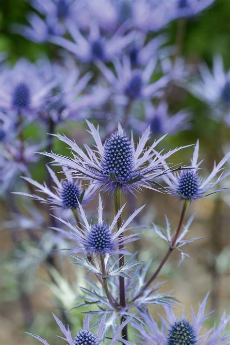 June flowers: the best flowers for June - Gardens Illustrated