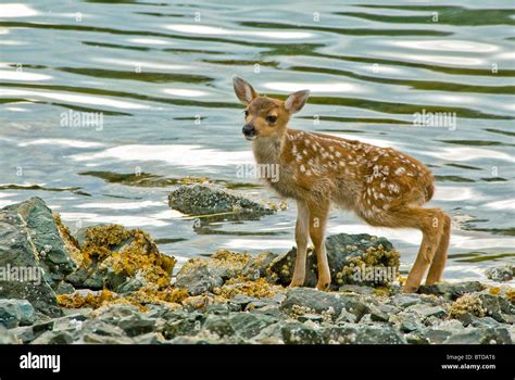 Sitka black tailed deer alaska hi-res stock photography and images - Alamy