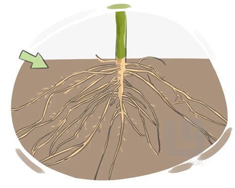 Definition & Meaning of "Root" | LanGeek