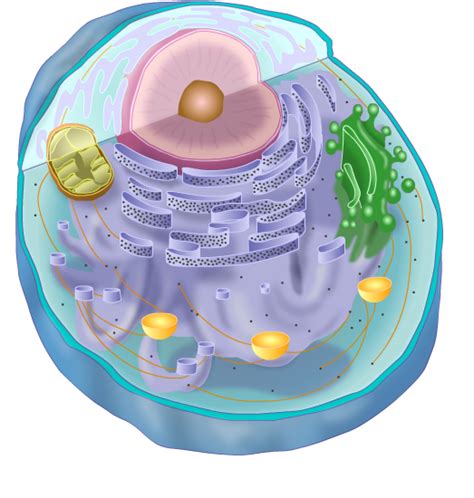 Animal Cell