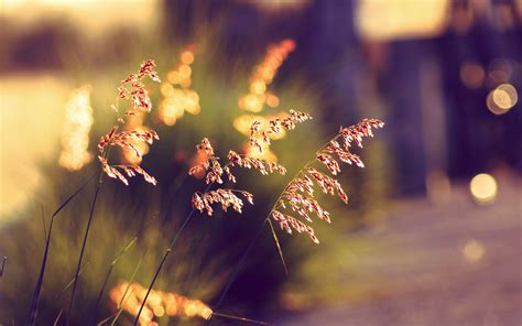 Bokeh Wallpaper and Photos 4K Full HD ( 30+ New Wallpaper!! )