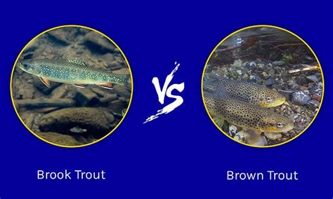 Brook Trout vs. Brown Trout: 4 Key Differences - A-Z Animals