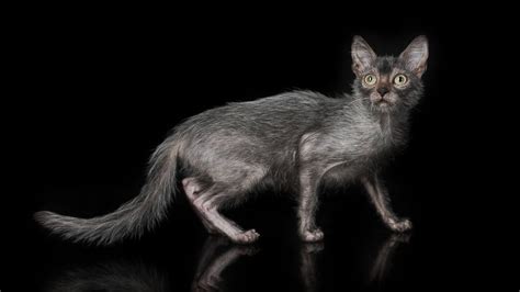 Werewolf Cat Breed – Telegraph