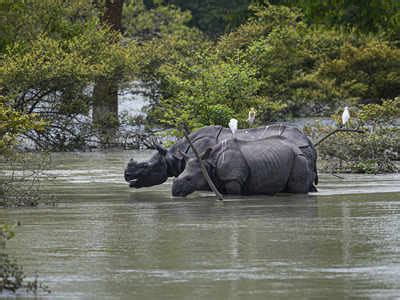 Assam floods: 132 animals die in Kaziranga | Guwahati News - Times of India