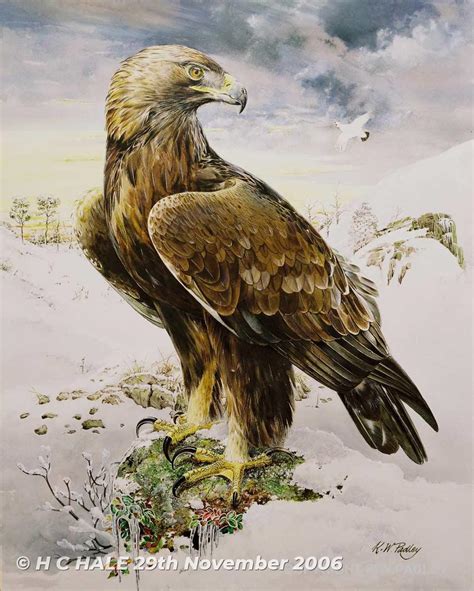 Golden Eagle Portrait Painting The Wildlife Art Of Manuel Sosa | ubicaciondepersonas.cdmx.gob.mx