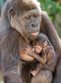 Taronga Zoo gorilla gives birth to adorable baby in Sydney | Daily Mail ...