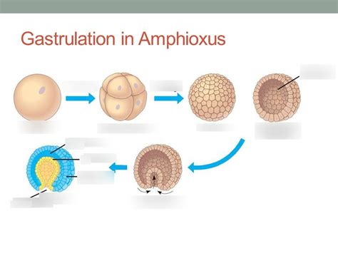 Gastrula Diagram