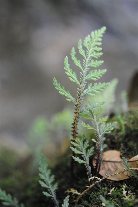 Selaginella hoffmannii | Ferns and Lycophytes of the World