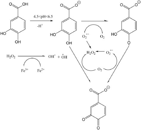 Proposed pathway of protocatechuic acid promoting @BULLETOH. | Download ...