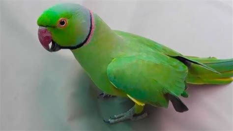 Mitthu My Beautiful Talking Parrot | Talking parrots, Parrot, Beautiful