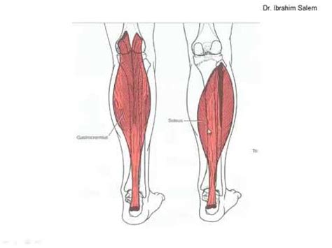 Plantar Flexion Muscles