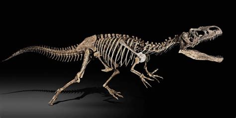 Here's Who Buys Dinosaur Skeletons at Auction and Why | Barnebys Magazine