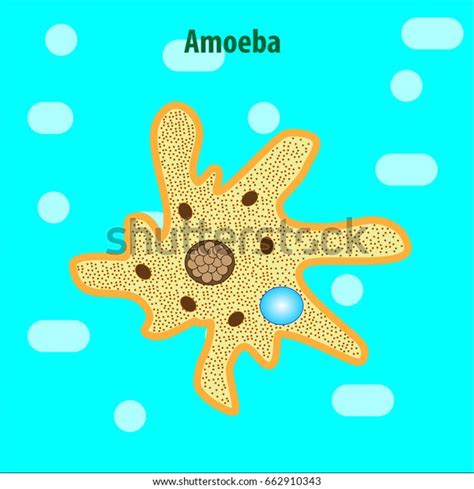 Protozoa Unicellular Organisms Stock Vector (Royalty Free) 662910343 | Shutterstock