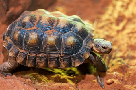 Desert tortoise - The Living Planet Aquarium