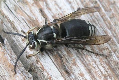 Bald Face Hornets - Portland Pest Guard