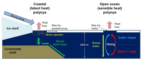 Cryospheric Sciences | brine rejection