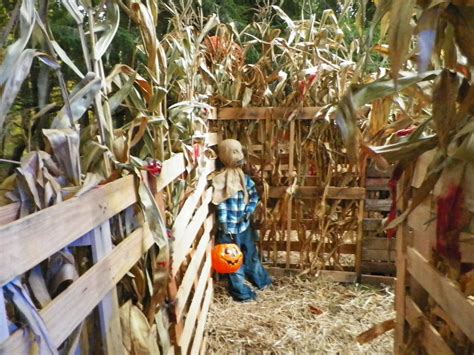 In the corn maze Corn Maze, Halloween House, Haunting, Ladder Decor