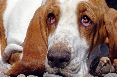 Mi perro tiene legañas verdes. ¿Qué puede ser y cómo eliminarlas?