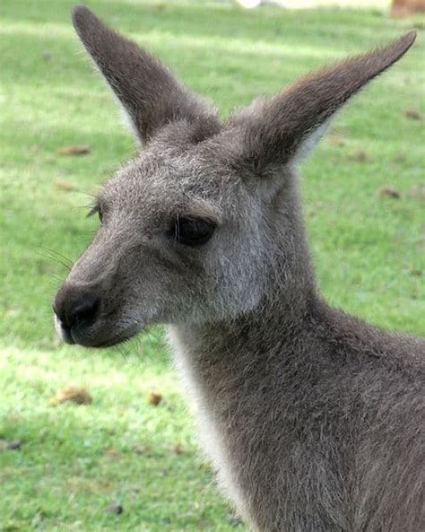 Kangaroo Teeth: Everything You Need To Know - IMP WORLD