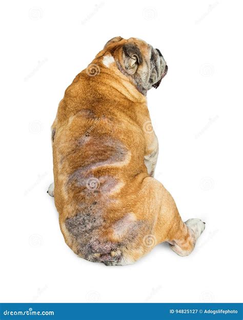 Bulldog With Skin Rash From Mange Royalty-Free Stock Image ...