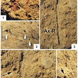 Examples of grass phytolith morphotypes identified in the excavation 1... | Download Scientific ...