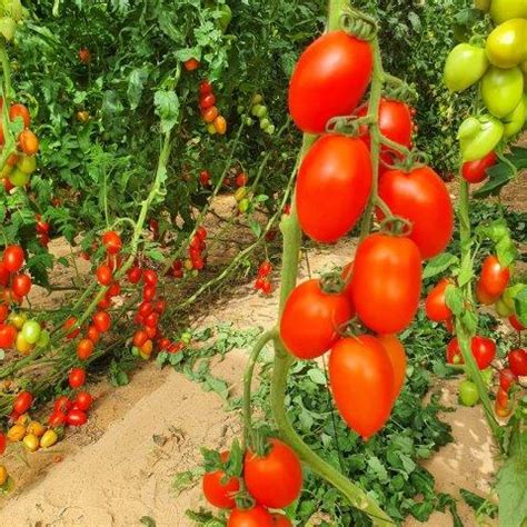 The Open Day of HAZERA in Ramat HaNegev, Moshav Kadesh Barnea - Israel Agricultural Technology ...