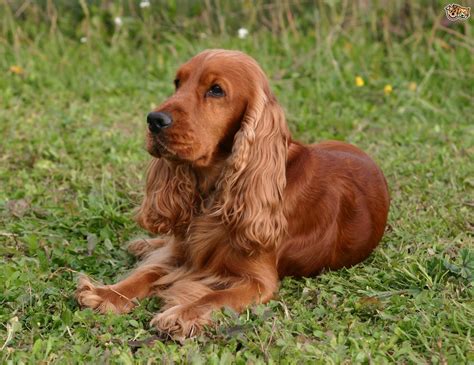 cocker spaniel - Google Search | Cocker spaniel breeds, Spaniel breeds ...