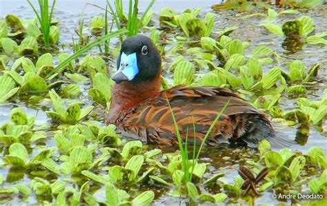 Masked Duck (Nomonyx dominicus) - Peru Aves