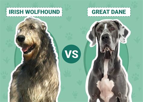 Irish Wolfhound vs Great Dane: Key Differences (With Pictures) – Dogster