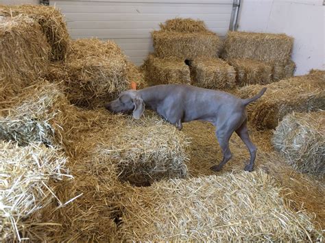 Barn Hunt Lessons - High Tails Pet Resort