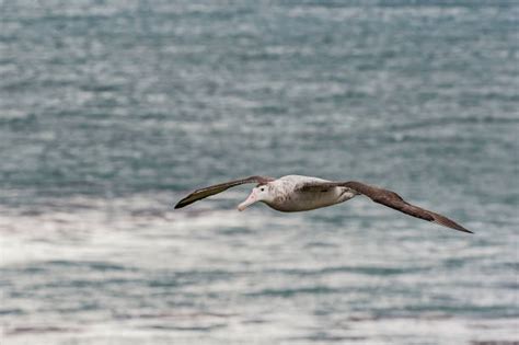 70+ Albatross Wingspan Stock Photos, Pictures & Royalty-Free Images - iStock