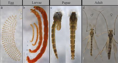 Chironomidae Pupae