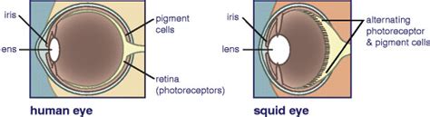 Human and squid eyes are structured similarly but are analogous since... | Download Scientific ...