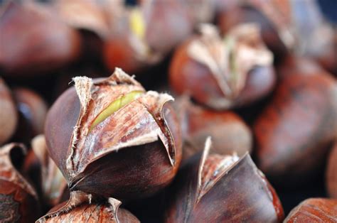 Chinese Chestnut - Castanea Mollissima | Deciduous Trees | Cold Stream Farm