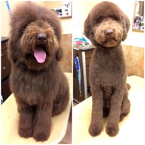 Grooming the Labradoodle before and after | Goldendoodle grooming, Dog haircuts, Labradoodle haircut