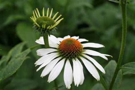 Echinacea White Swan | Verschoor Horticulture