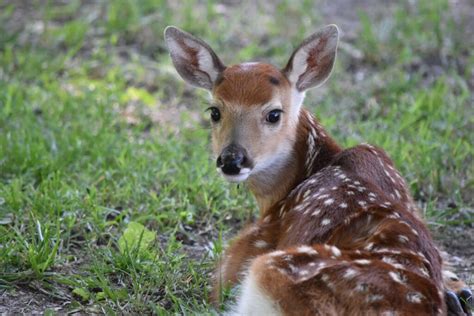 Why Do Deer Sleep In My Yard? – Westchester Wildlife