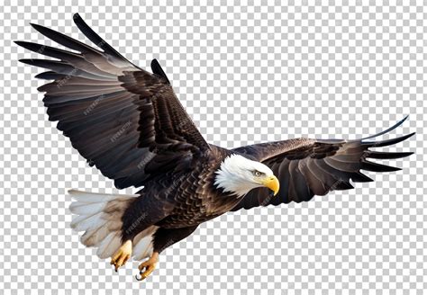 Bald Eagle Flying Isolated on Transparent Background | Premium AI ...