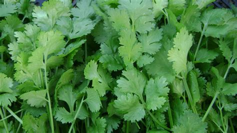 What's the health benefits of using Coriander leaves? Can it be used in ...