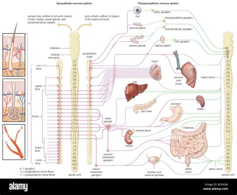 Diagram of the autonomic nervous system, showing distribution of sympathetic and parasympathetic ...