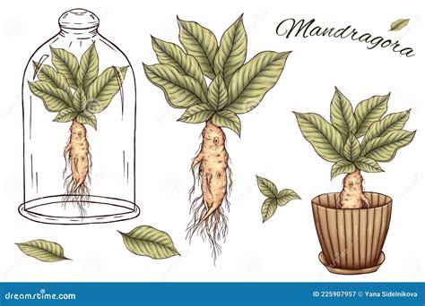 Cute Mandragora Art, Green Leaves, Root, Mandrake in Glass, Mandrake in Pot, Magical Design ...