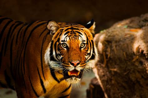 Are Tigers Endangered? What Does Endangered Even Mean? -Earth.com